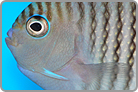 Swallowtail Angelfish , Male
